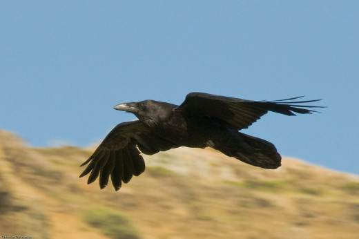 North American Common Raven 