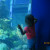 My granddaughter looking into the aquarium. My granddaughter looking into the aquarium.