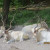 Amazing horns. Amazing horns.