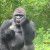 He was eating what looked like romaine lettuce! He was eating what looked like romaine lettuce!