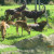 A grazing herd. A grazing herd.