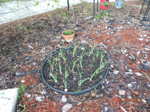 Onions