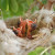 Altricial (helpless) young birds of an unidentified species. Altricial (helpless) young birds of an unidentified species.