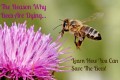 Honeybee Facts | Why Bees Are Dying and How to Save The Bees