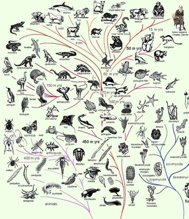 Darwin's origin of Species shows clues