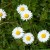 Common daisies Common daisies