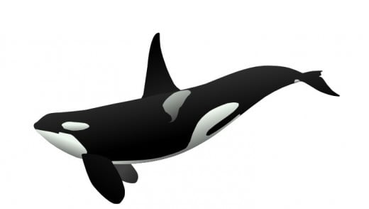 Orca Whale or Killer Whale