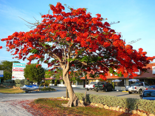 Royal Poinciana tree