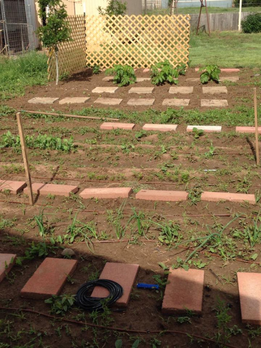 Veggies, Veggies and more Veggies!