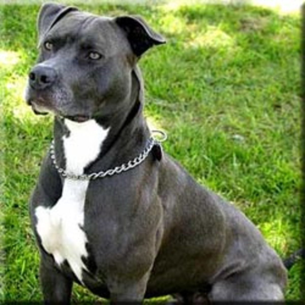10 Breeds Most Commonly Mistaken for Pit Bulls PetHelpful