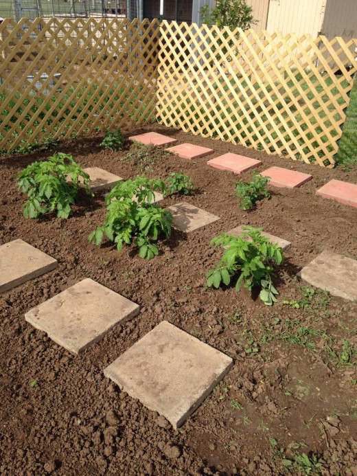 Potatoes and Beans!