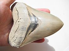 Megalodon shark tooth