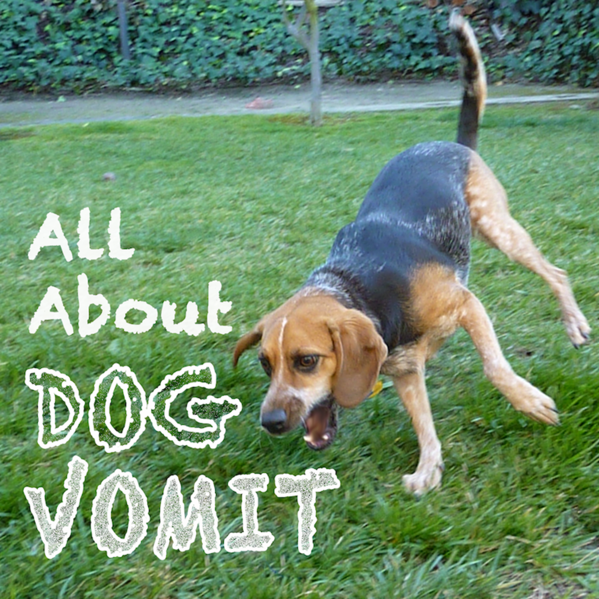 All About Dog Vomit: Why Is My Dog Throwing Up? | PetHelpful