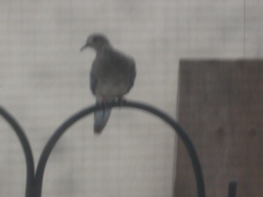 One of the Mourning Doves perched on a shepherds hook above the feeder.