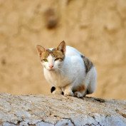 Sifooo profile image