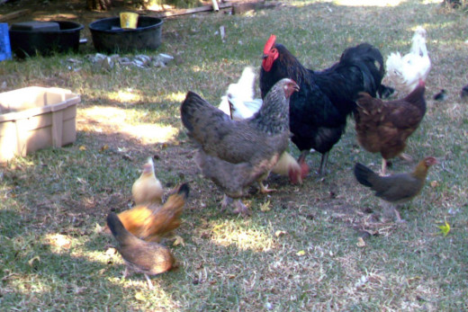 Jersey Giant rooster, with assorted hens including Old English Game tiny girls.