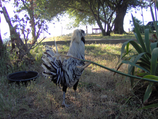 Silver-Laced Polish Crested Rooster