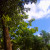 Evergreen tree. Evergreen tree.