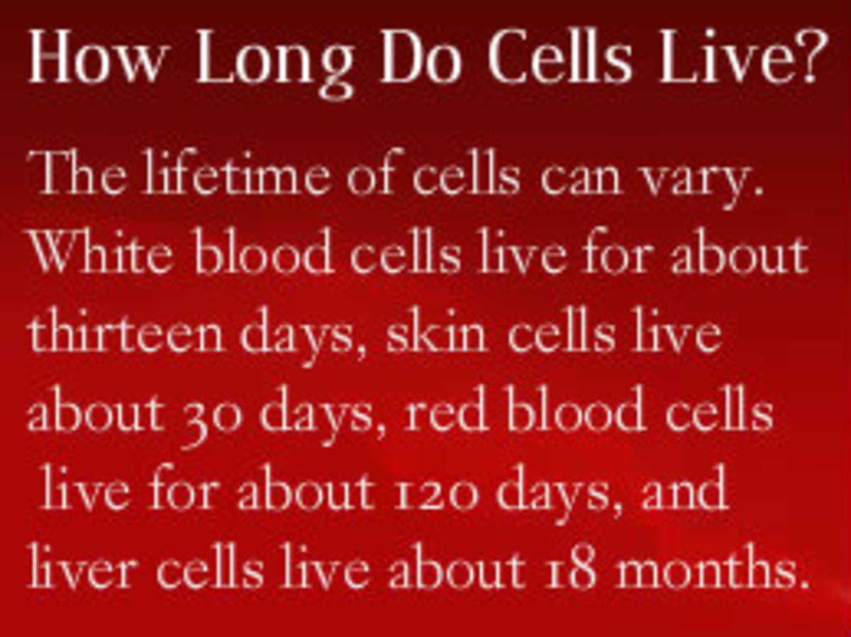 Cell Lifespan Can Very From 24 hours to 18 months.