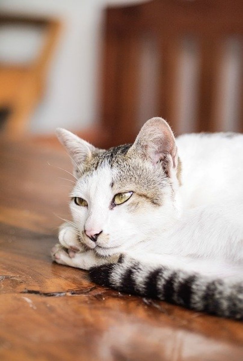 Can Cats Have Down Syndrome? The Lowdown on Feline DS PetHelpful