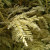 Example of a very rare Albino Redwood Tree Example of a very rare Albino Redwood Tree