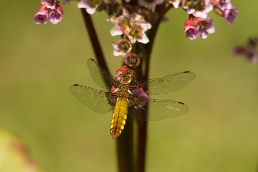 Dragon Fly