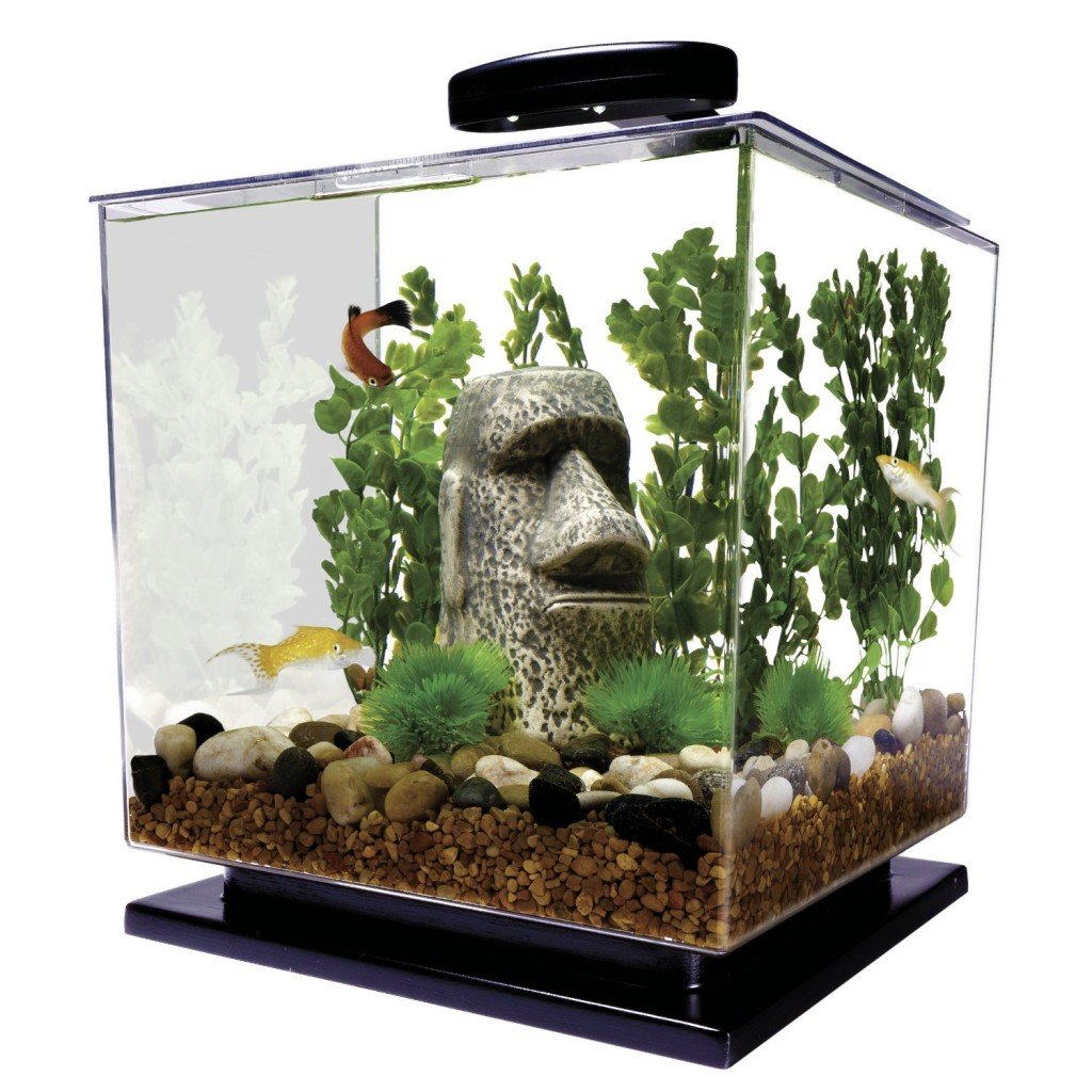  Betta  Fish Tanks How to Choose the Best Aquarium  for Your 