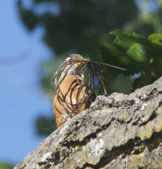 Female American Robin with Nesting Material
