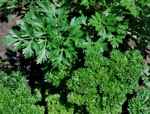 Different types of parsley growing together
