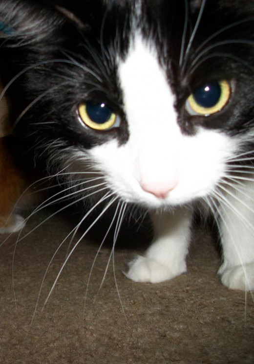 Gaze into her limpid, kitteny eyes and repeat after her, 'Murrrderrr?"