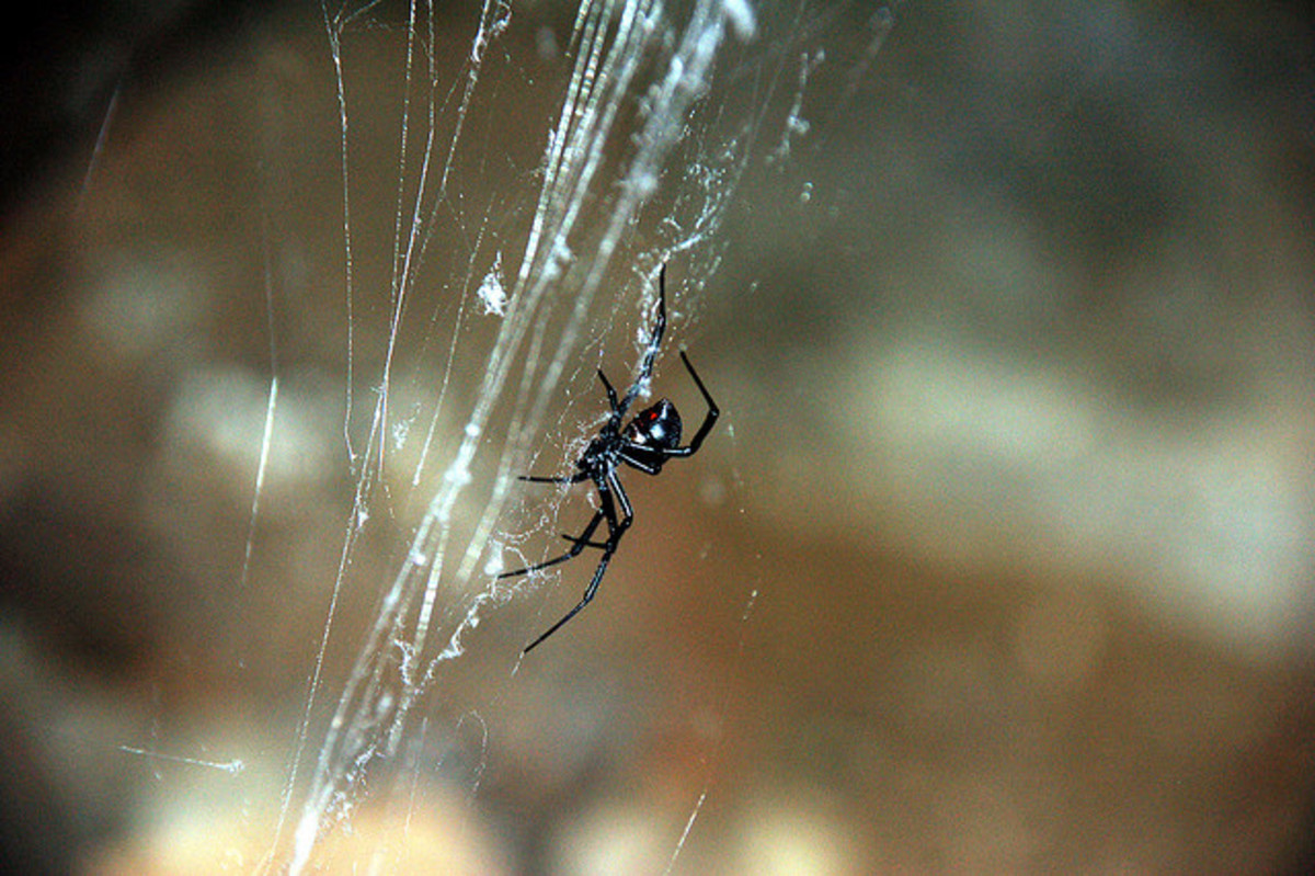 Black widows are experts at web building, and are extremely helpful in vineyards where they catch tiny insects such as gnats and flies.
