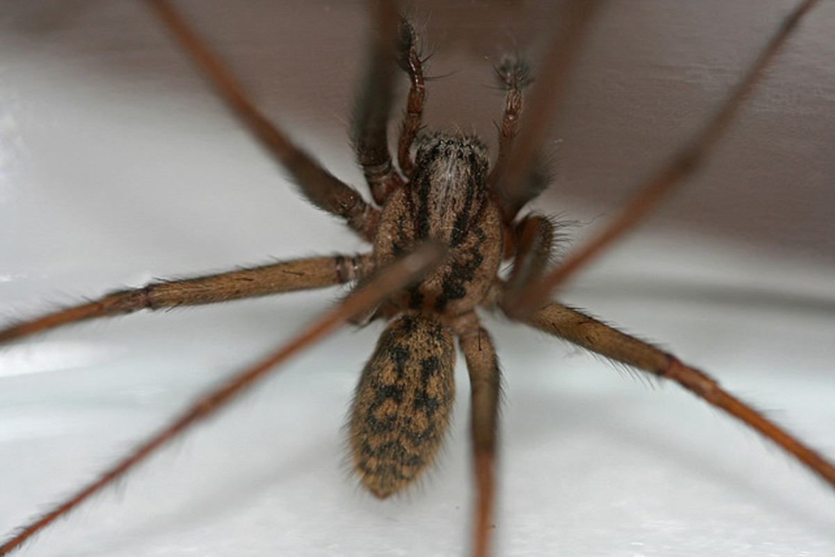 Note the hairy legs and the herringbone pattern on the abdomen here. Very different from the smooth appearance of the brown recluse.