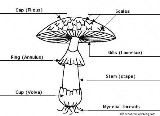 Diagram Of A Agaricus bisporus Mushroom With Labelling