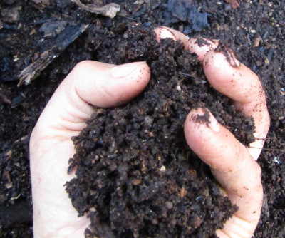 Dark brown to black colored Compost