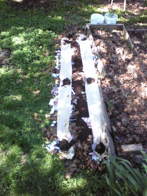 A row of paper (shredded, with brown paper toweling on top) went on each side of the planting area. Clumps of compos/soil mix hold the paper down.