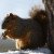 Squirrel eating a peanut Squirrel eating a peanut