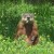 Groundhog (Marmota monax), Ottawa, Ontario Groundhog (Marmota monax), Ottawa, Ontario