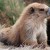 My Friend the Marmot My Friend the Marmot