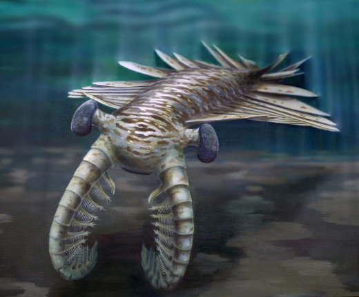 Reconstructed painting of Anomalocaris (Credit - Katrina Kenny & University of Adelaide). During the Cambrian it was the largest known predator of the seas.
