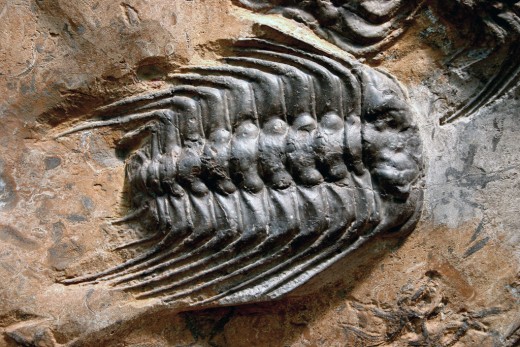 Fossils of a trilobite, an iconic creature of the Cambrian period. Up to 17,000 species may have existed prior to their extinction during the Permian period's 'Great Dying'. 