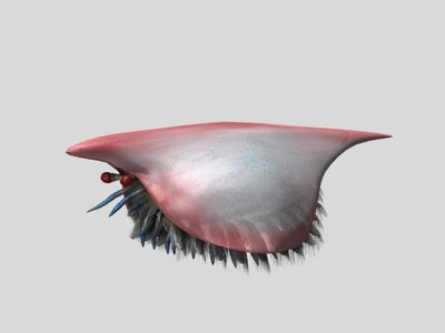 No, you're not looking at a closed eyelid. The Isoxys was a common predator during the Cambrian period. 