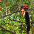 Malabar Giant Squirrel, spotted in Gavi, Kerala, India Malabar Giant Squirrel, spotted in Gavi, Kerala, India