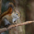 American Red Squirrel (Tamiasciurus hudsonicus), Cap Tourmente National Wildlife Area, Quebec, Canada American Red Squirrel (Tamiasciurus hudsonicus), Cap Tourmente National Wildlife Area, Quebec, Canada