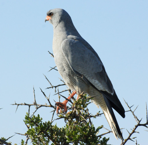 Pale-chanting Goshawk -obviously smaller than the Eagles but common in our area.