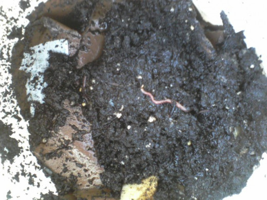 Over time, I've found that touching worms no longer bothers me at all. I remember when it used to freak me out! And I really appreciate all that free compost.