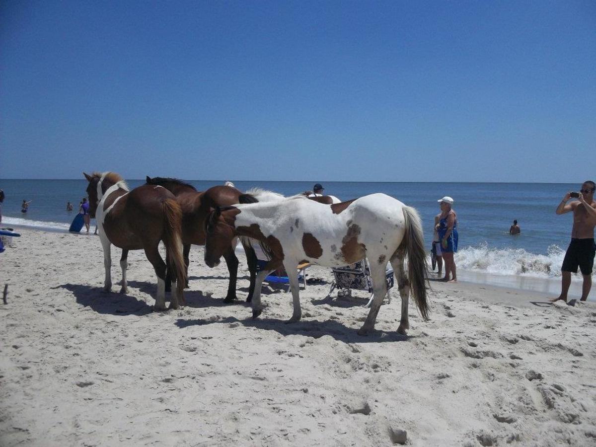 Reasons You Should Visit Assateague Island in Maryland