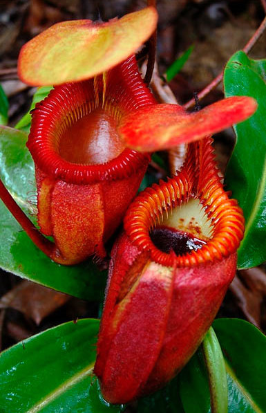  A" slimy dip "  courtesy of Nepenthes ( Pitcher plant )