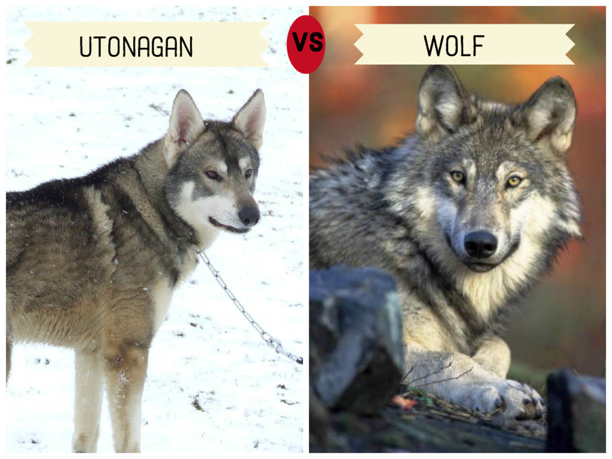 11 Dogs That Look Like Wolves | PetHelpful