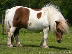 Shetland  pony,