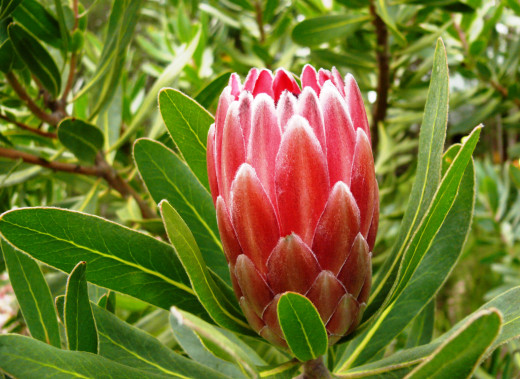 King Protea - one of the many types of Protea in Fynbos